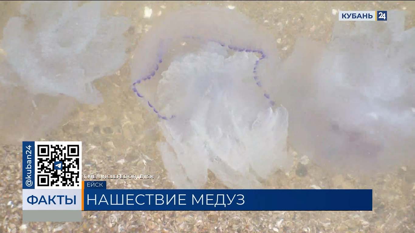 Массовое скопление медуз запечатлели у берегов Азовского моря