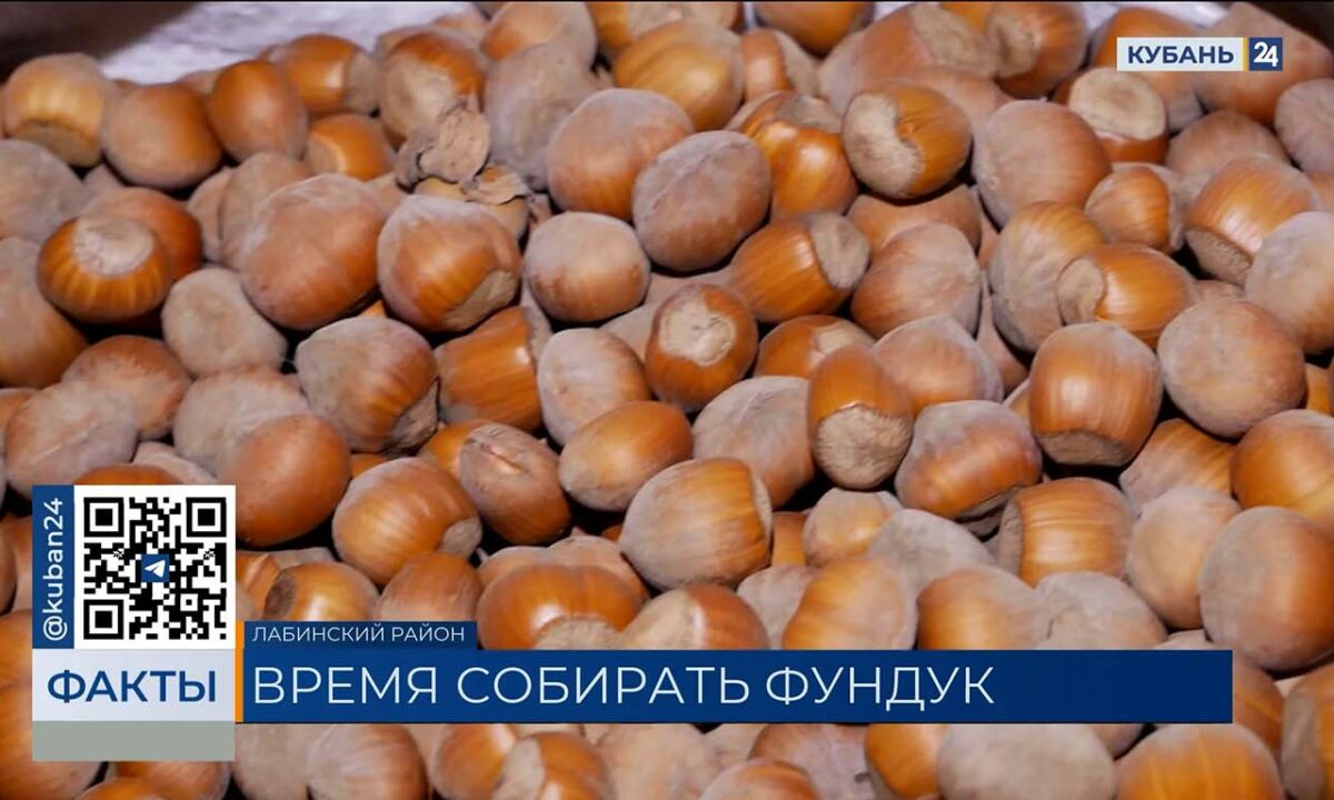 В Лабинском районе начали собирать фундук