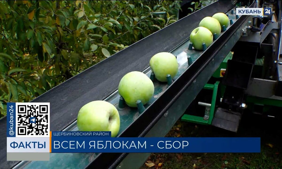 Более 150 тыс. тонн яблок и груш собрали в Краснодарском крае