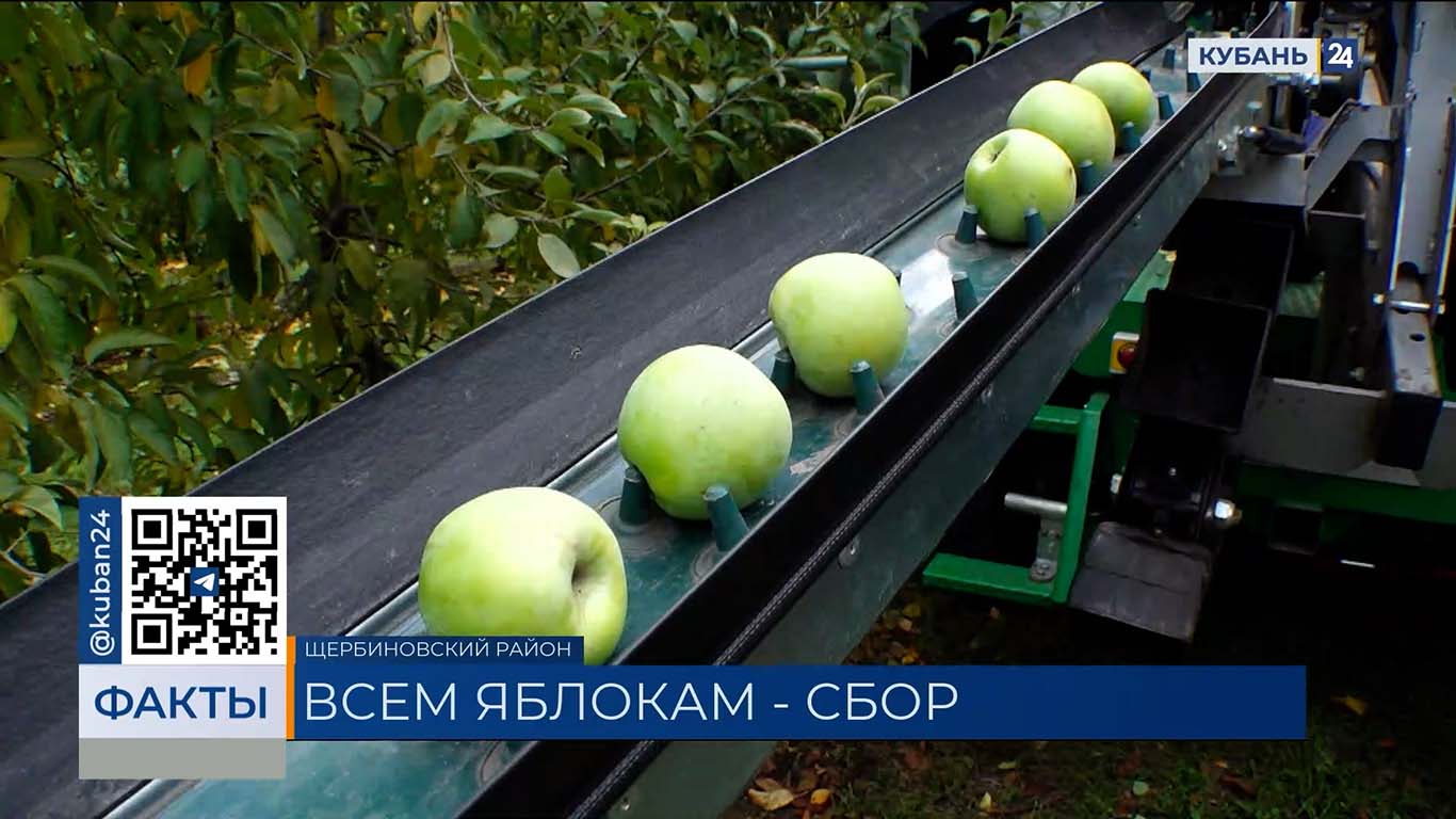Более 150 тыс. тонн яблок и груш собрали в Краснодарском крае