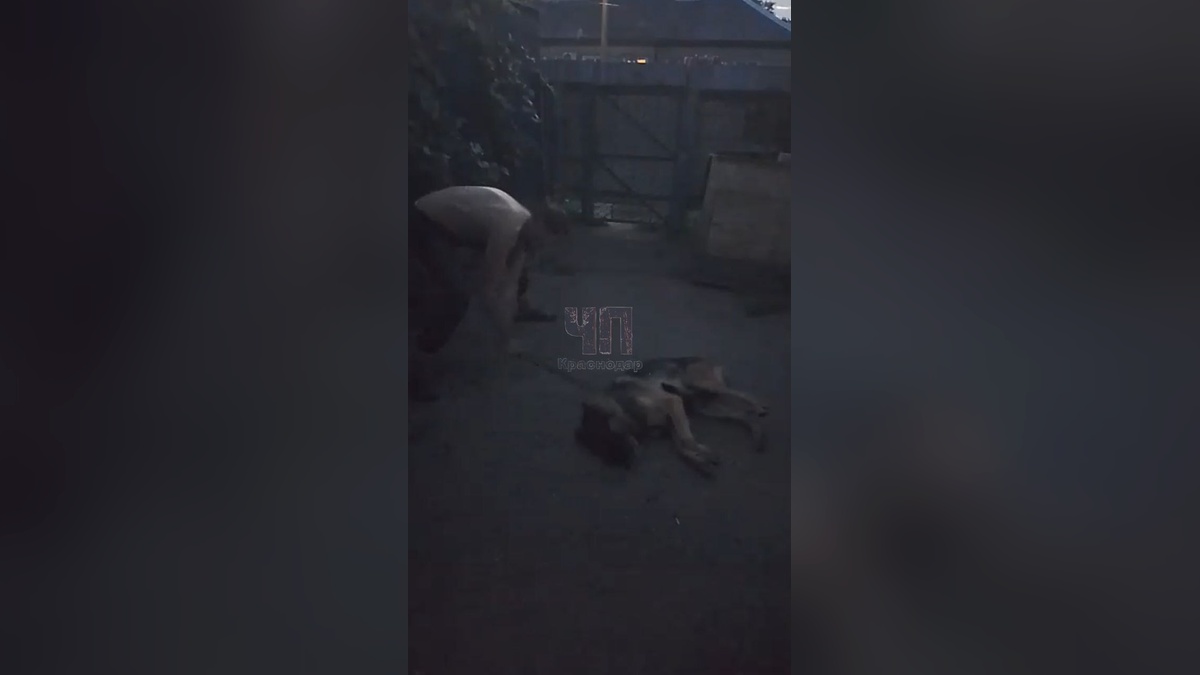 В Динском районе мужчина насмерть забил свою собаку палкой