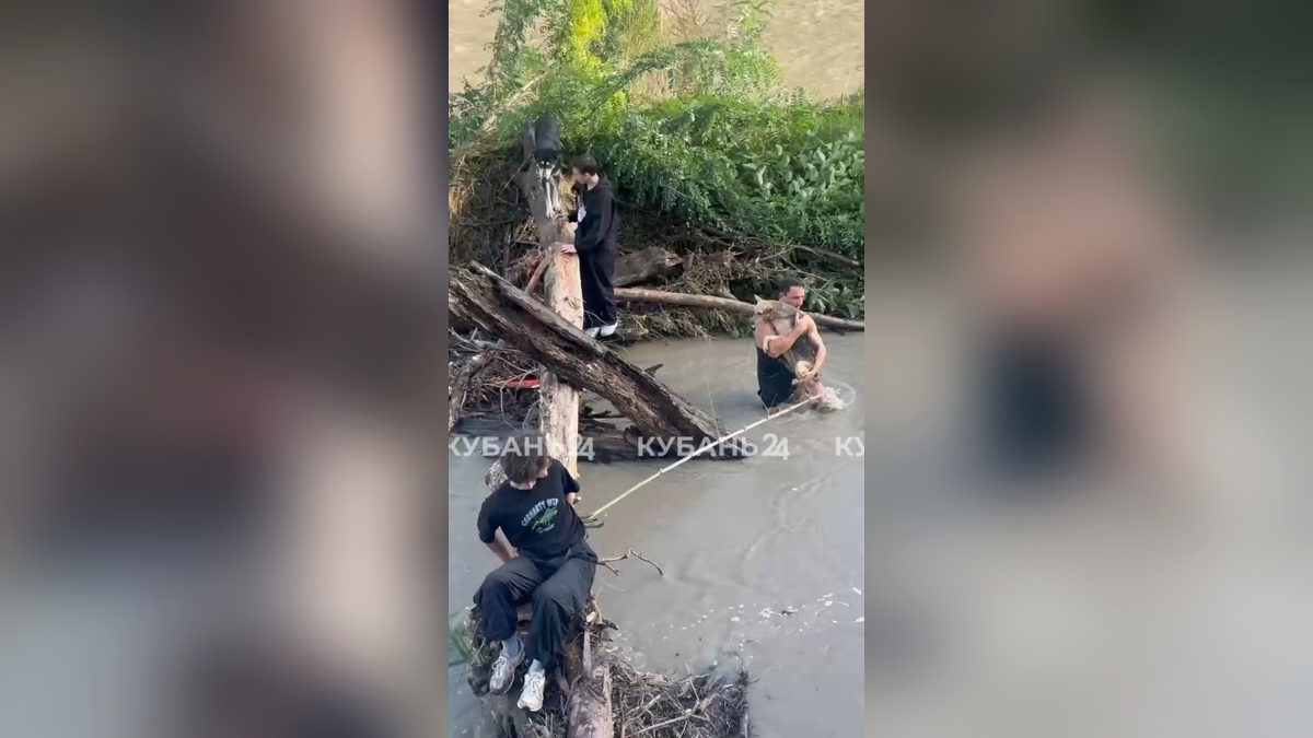 В Сочи спасли застрявших на островке посреди бурной реки собак