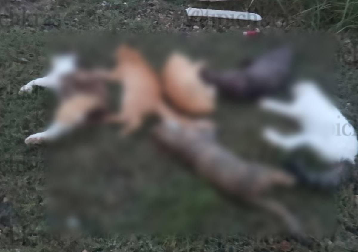 Неизвестные отравили шесть кошек в поселке Белореченского района