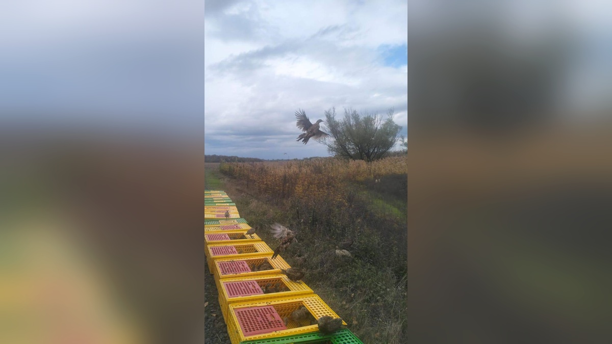 Еще 500 особей северокавказского фазана выпустили в Крымском районе