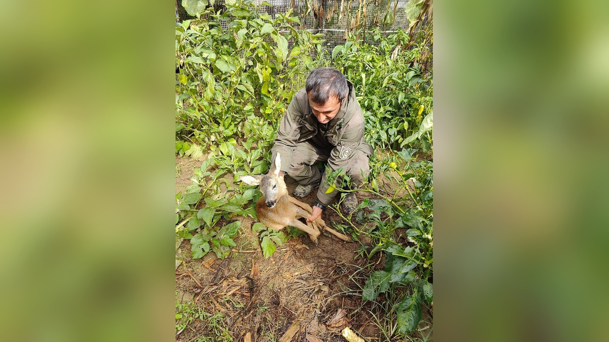 В Сочи детеныш косули упал с опорной стены во двор дома, спасаясь от собак