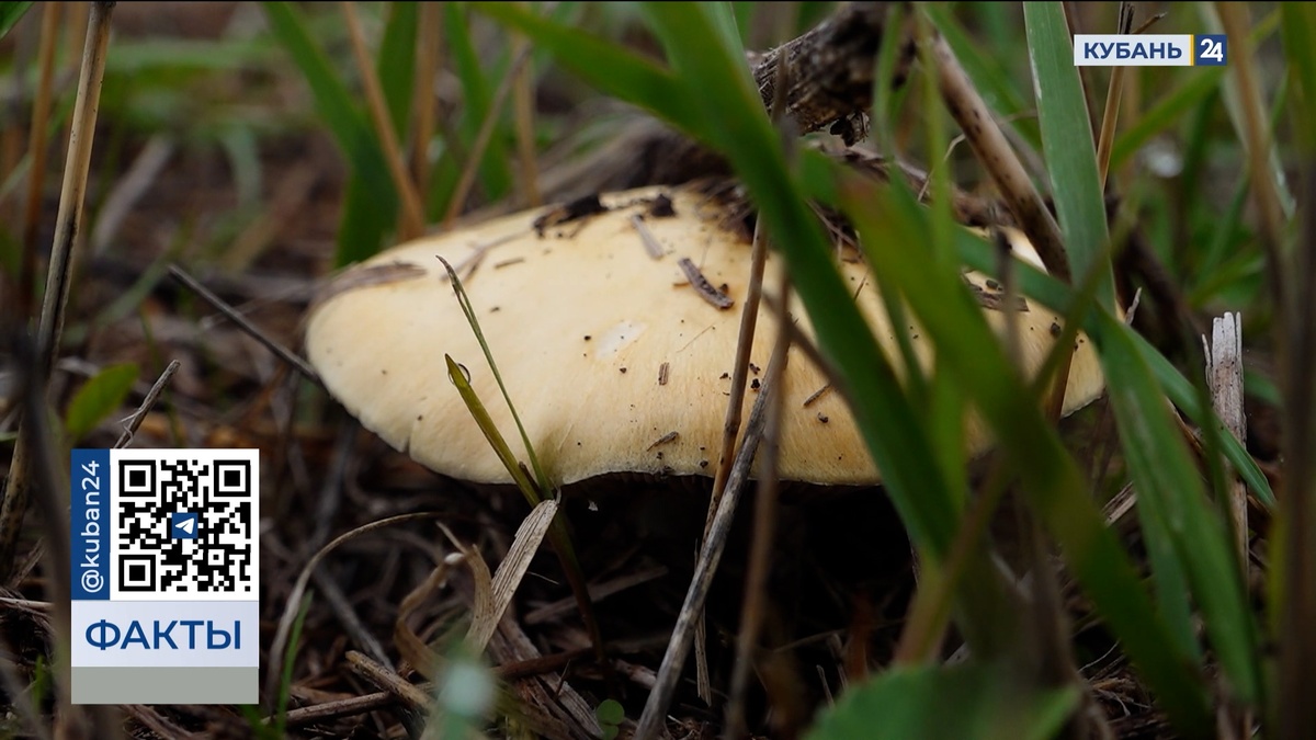 Активный сбор грибов стартовал после дождей в Краснодарском крае