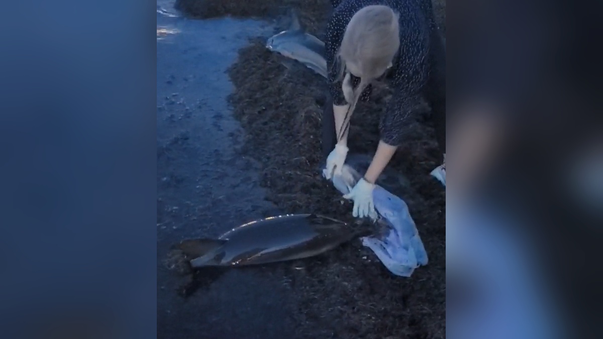 Одного из оказавшихся на мели на пляже Анапы дельфинов удалось вернуть в море