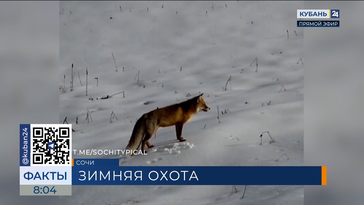 Туристы стали свидетелями охоты лисицы в горах Сочи