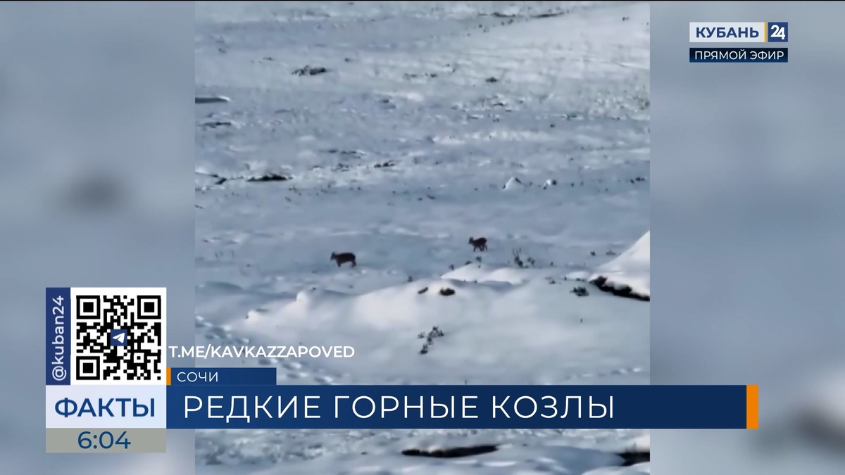 Большое стадо редких горных козлов попало на видео в горах Сочи