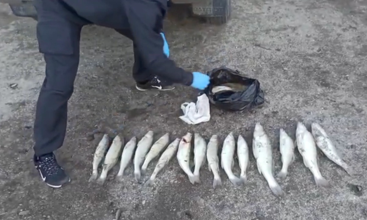 На Кубани задержали рыбака-браконьера, выловившего судаков на 120 тыс. рублей