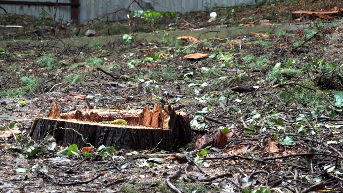 Жители Сочи пытаются остановить застройщика от вырубки вековых кипарисов