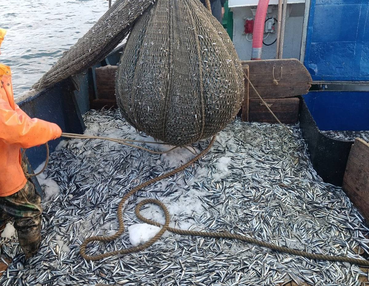 В Азово-Черноморском бассейне объем вылова рыбы вырос до 40,4 тыс. тонн