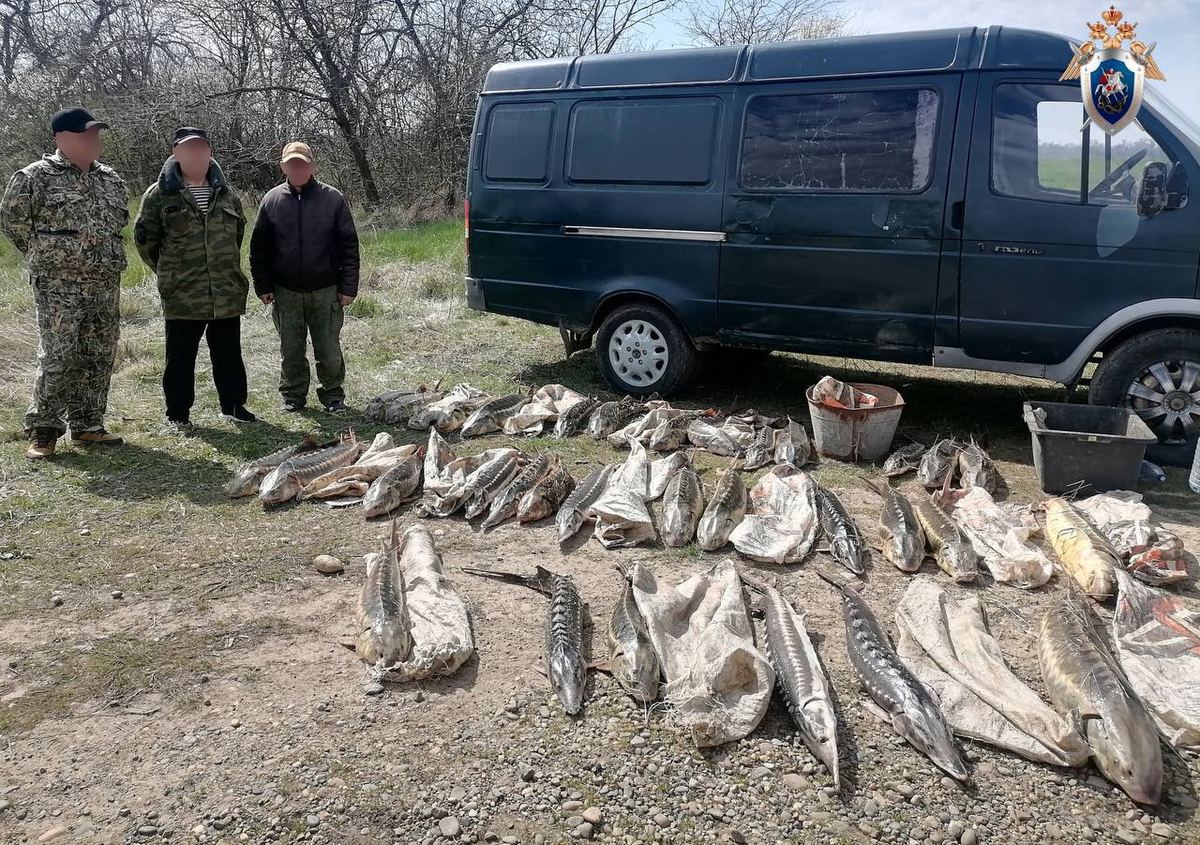 На Кубани будут судить браконьеров, наловивших рыбы на 7,4 млн рублей