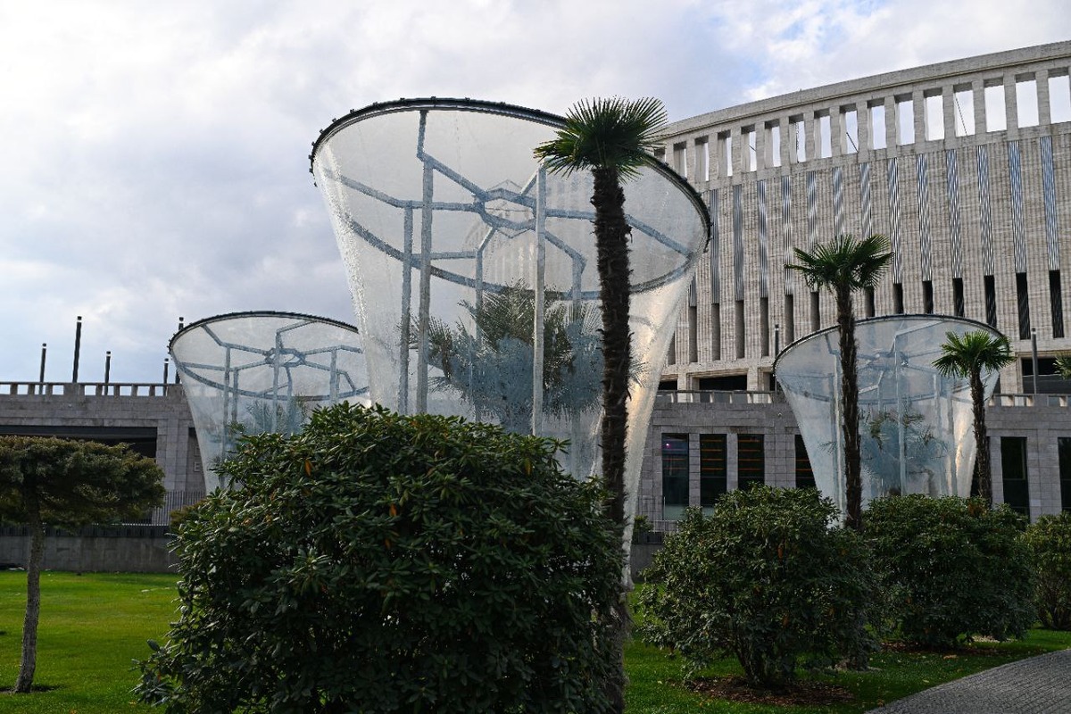 Пальмы трахикарпус самыми последними укроют от морозов в парке «Краснодар»