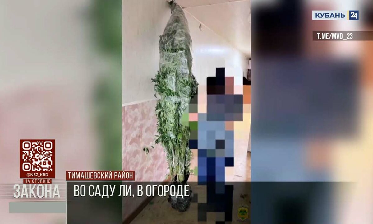Полицейские изъяли у наркофермера 10 кг конопли в Тимашевском районе