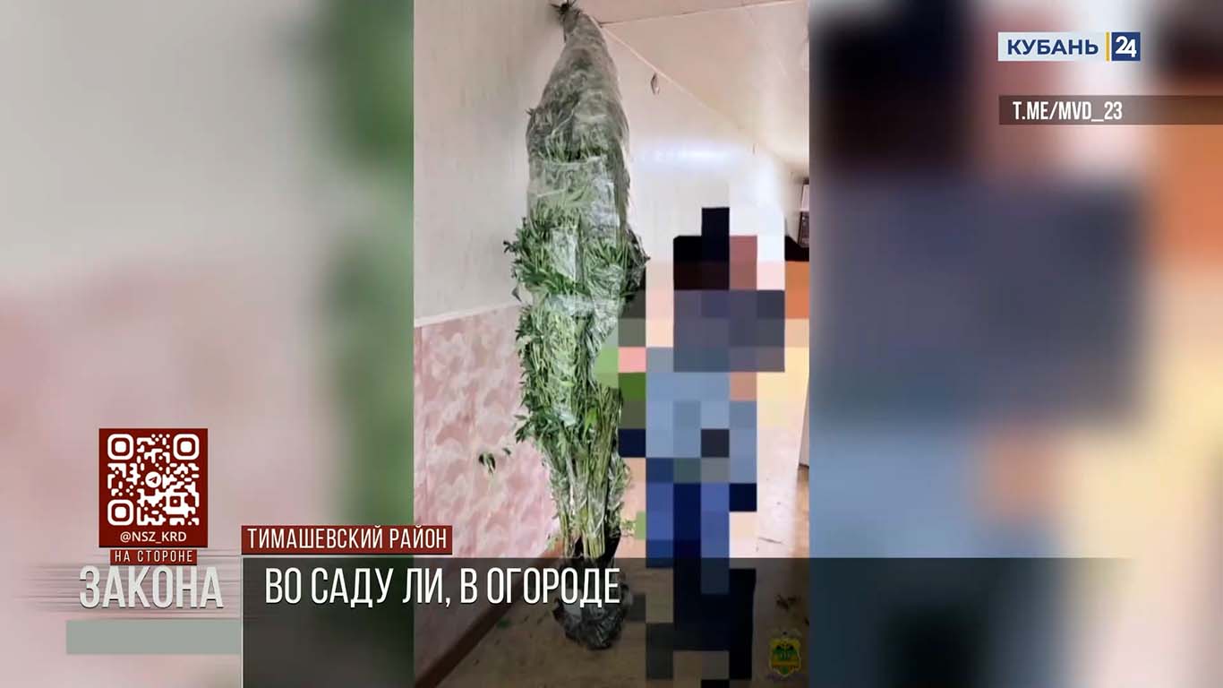 Полицейские изъяли у наркофермера 10 кг конопли в Тимашевском районе