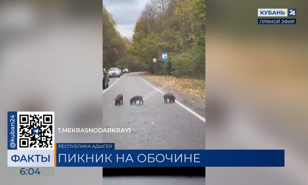 Семейство кабанов устроило пикник на трассе в Лаго-Наки