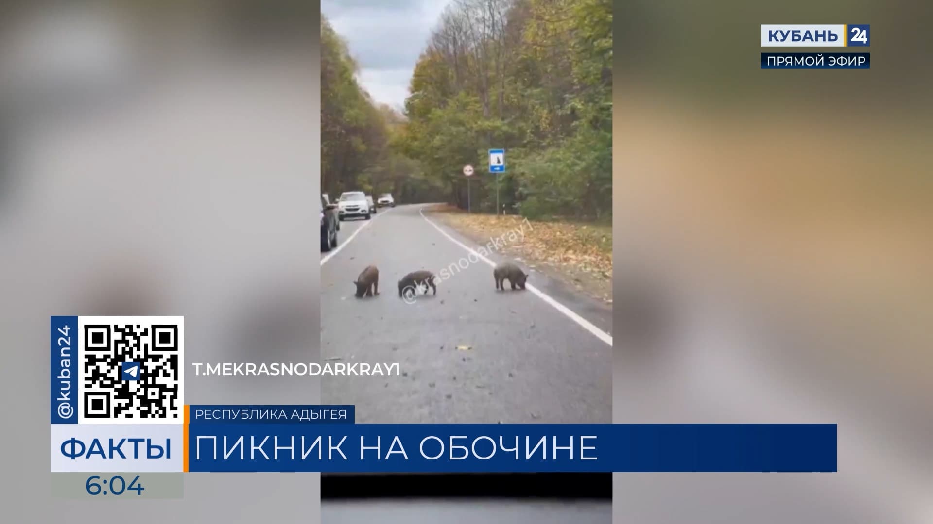 Семейство кабанов устроило пикник на трассе в Лаго-Наки