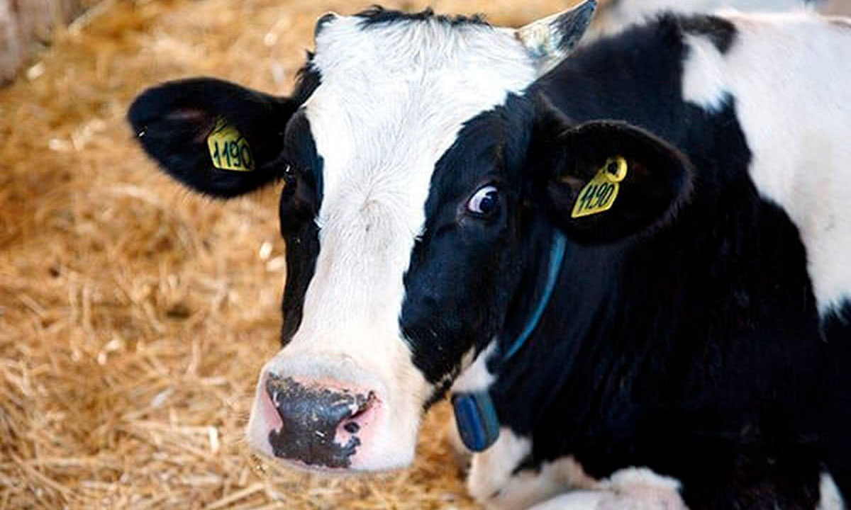 Карантин по бруцеллезу ввели в четырех хозяйствах Лабинского района