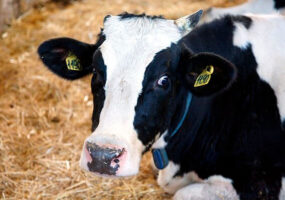 В Сочи до пяти лет колонии грозит трем парням, разделавшим чужую корову на мясо