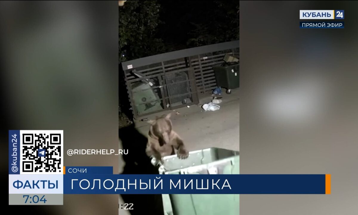 В Сочи аккуратный медведь перевернул мусорку, не обнаружив там еды