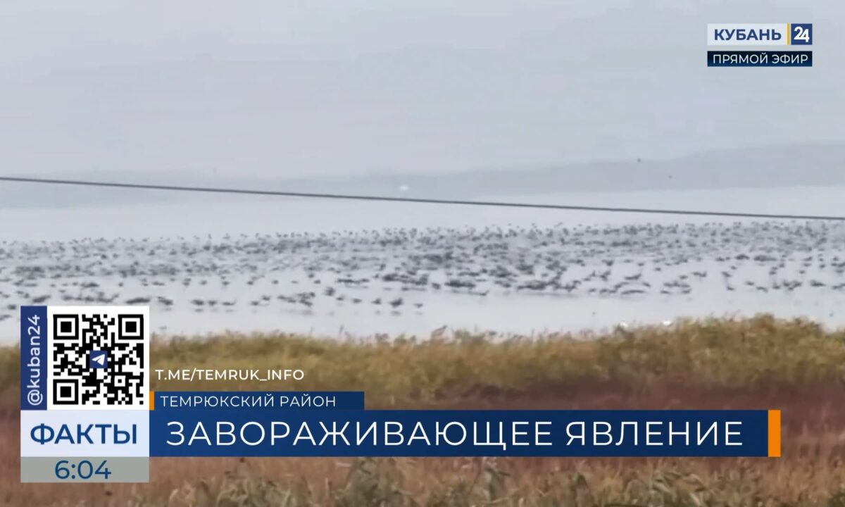 Жители Темрюкского района заметили мурмурацию краснокнижных бакланов