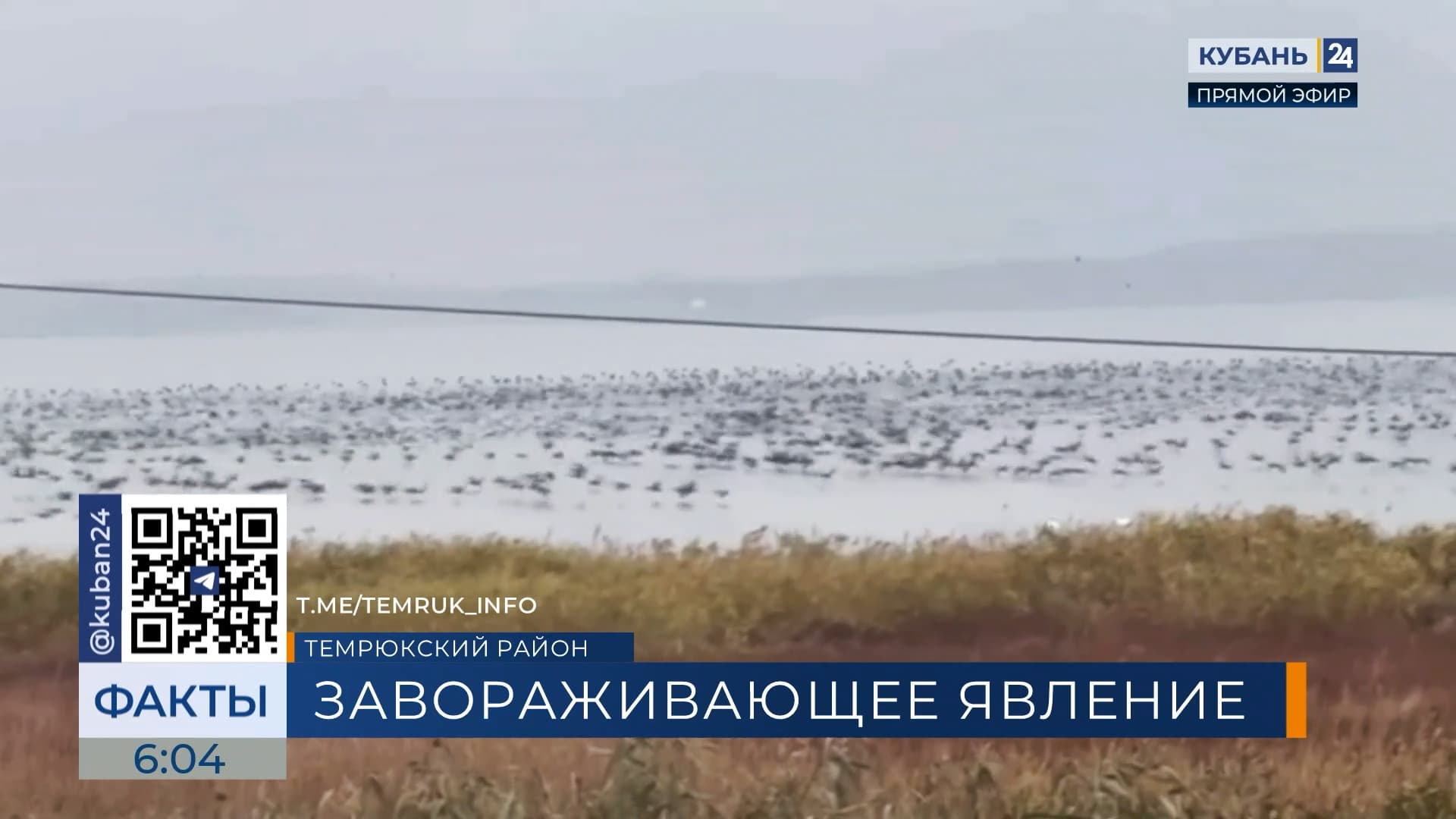 Жители Темрюкского района заметили мурмурацию краснокнижных бакланов