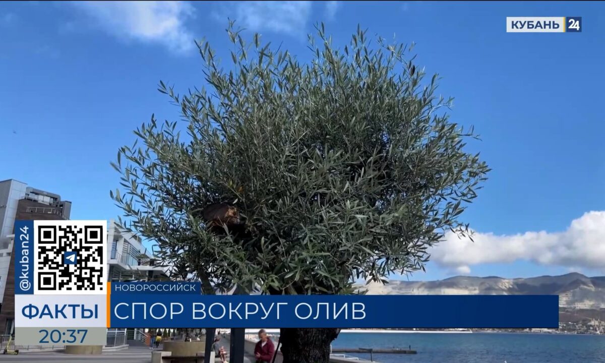 В Новороссийске двух женщин ошибочно приняли за вандалов, портящих деревья оливы