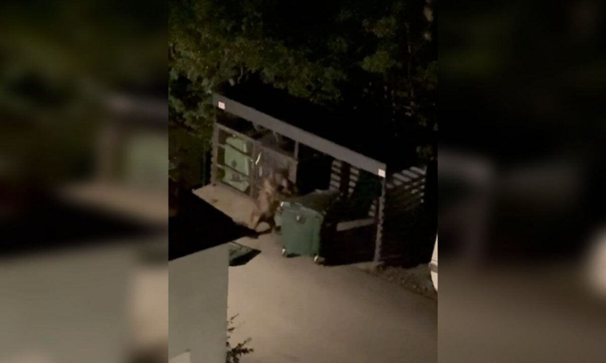 В Сочи медведь под покровом ночи угнал мусорный бак