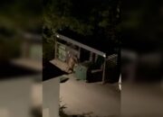 В Сочи медведь под покровом ночи угнал мусорный бак