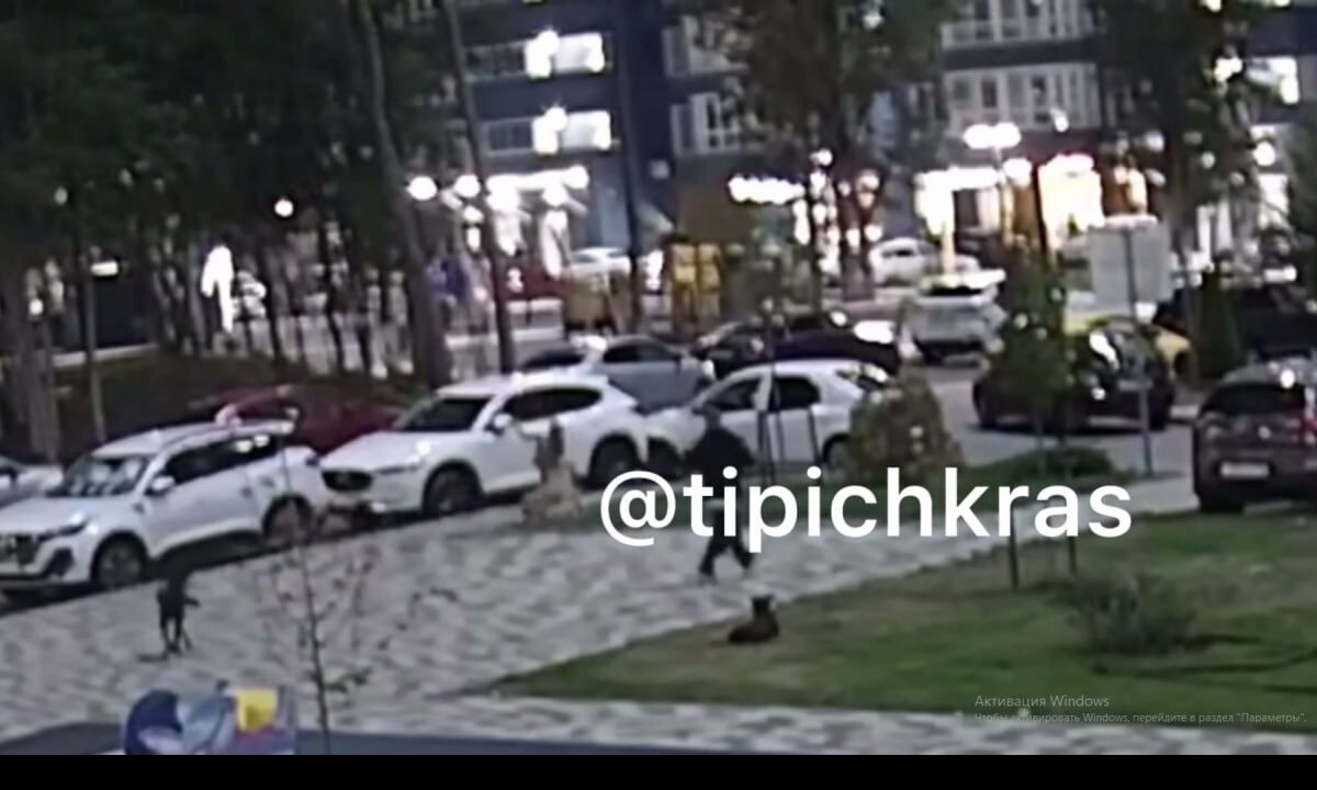 СК возбудил дело после нападения бродячей собаки на девочку в Краснодаре