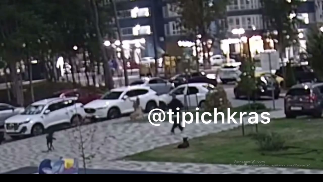 СК возбудил дело после нападения бродячей собаки на девочку в Краснодаре