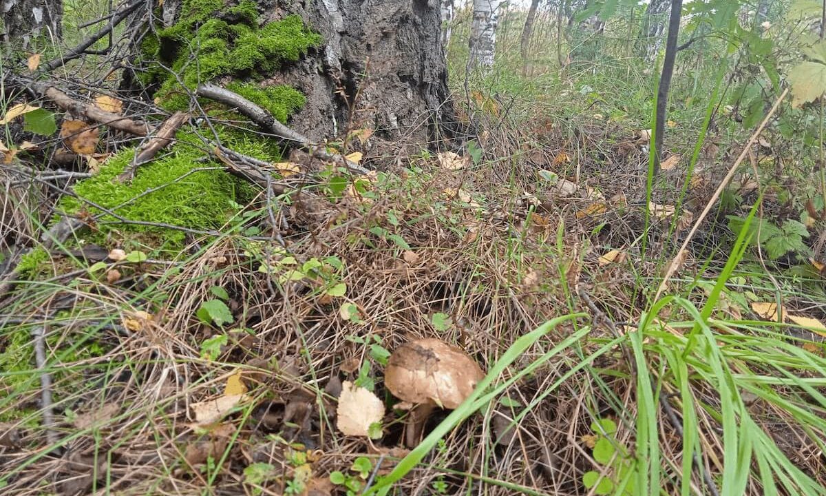 Южане увлеклись «тихой охотой»