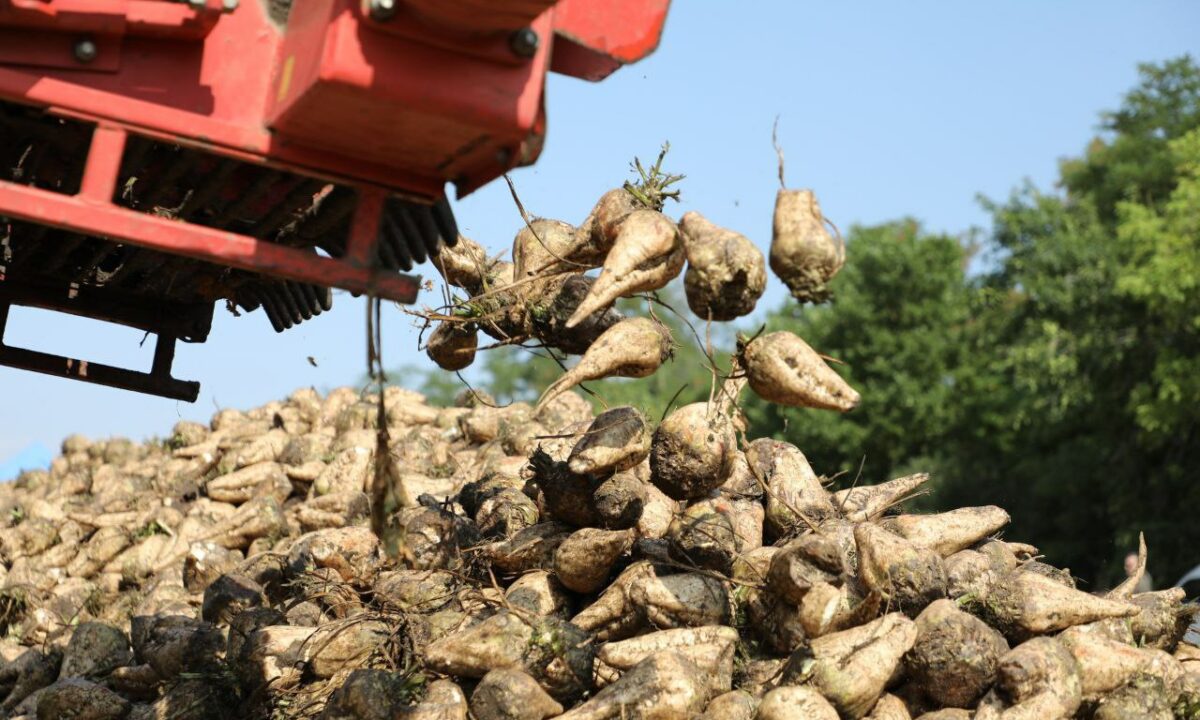 Минсельхоз опроверг сообщения о дефиците сахарной свеклы в РФ