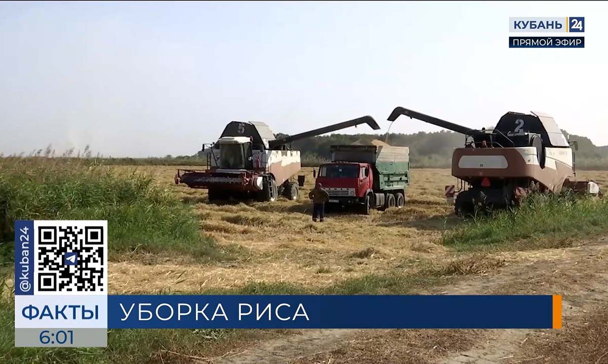 Число занятых в уборке риса на полях Кубани комбайнов увеличат до 850
