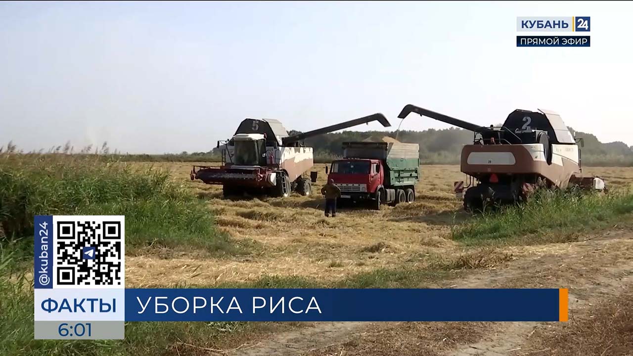 Число занятых в уборке риса на полях Кубани комбайнов увеличат до 850