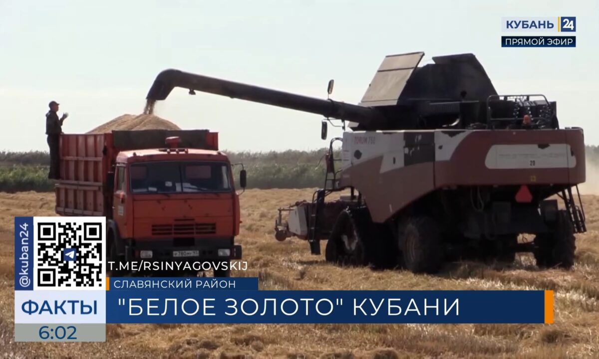 Почти 150 тыс. тонн риса намолотили в Славянском районе