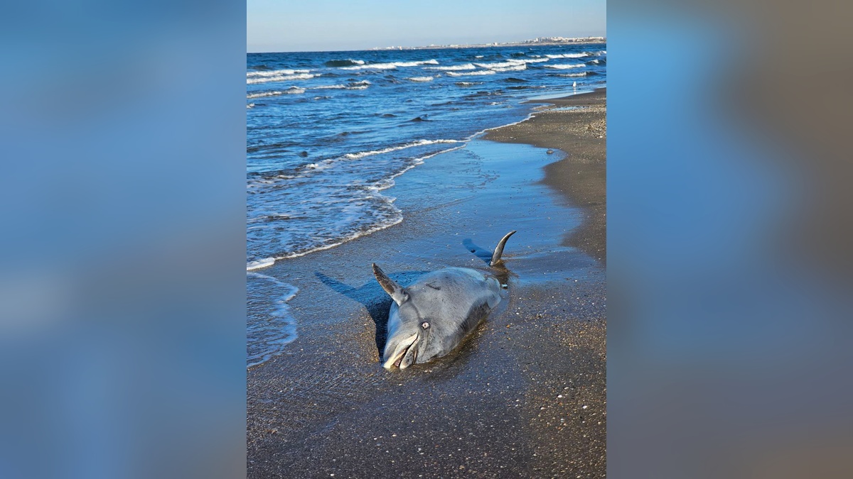 Крупного мертвого дельфина выбросило на пляж в Анапе