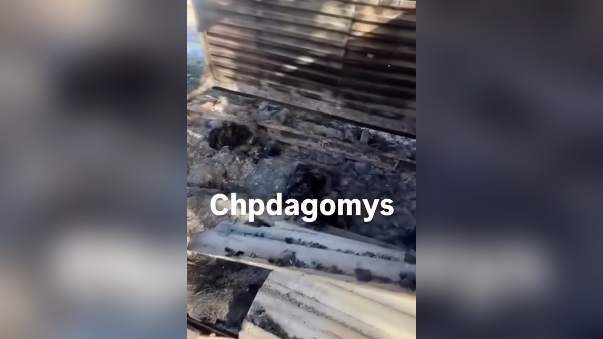 МВД проверит сообщение о сожжении неизвестными двух бездомных собак в Сочи