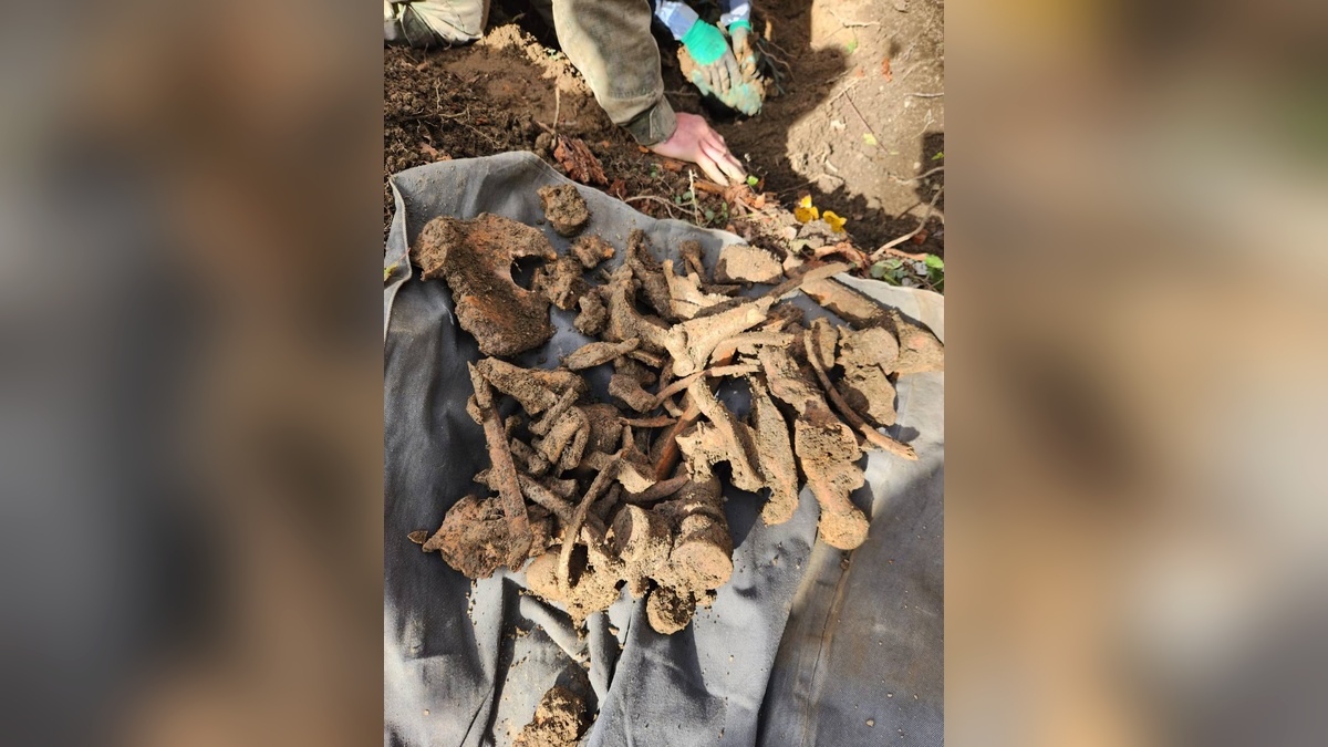 Останки троих красноармейцев обнаружили поисковики в Северском районе