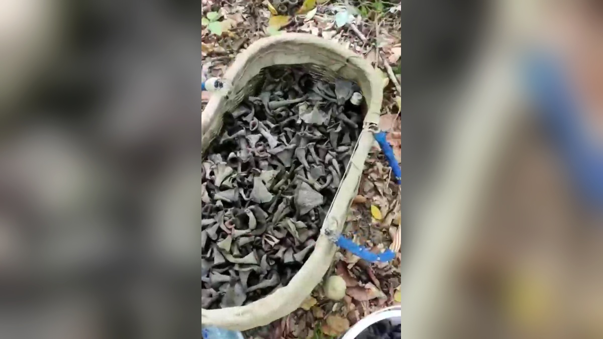 На поляну с редкими черными лисичками наткнулись грибники в Адыгее