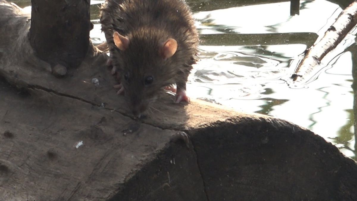 Десятки поселившихся у водоема крыс пугают жителей Краснодара. «Факты»