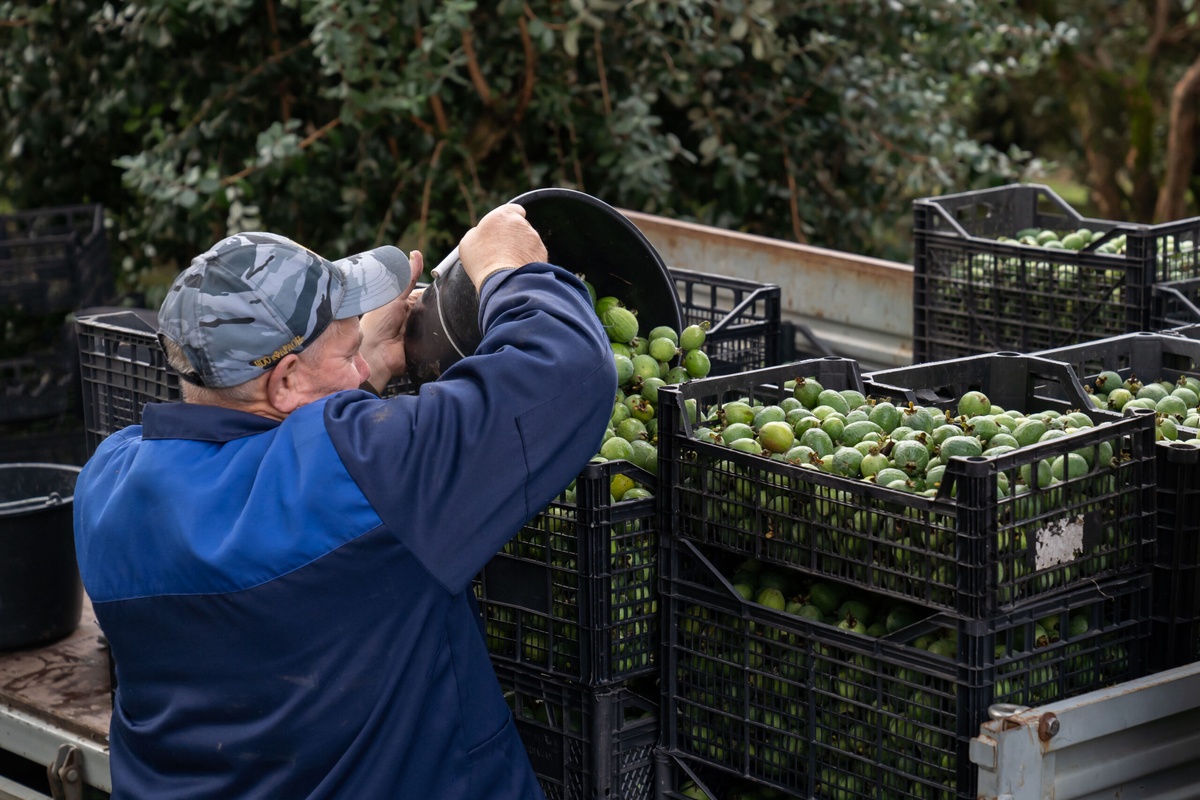 В Сочи с одного дерева местного сорта фейхоа собирают 33 кг фруктов