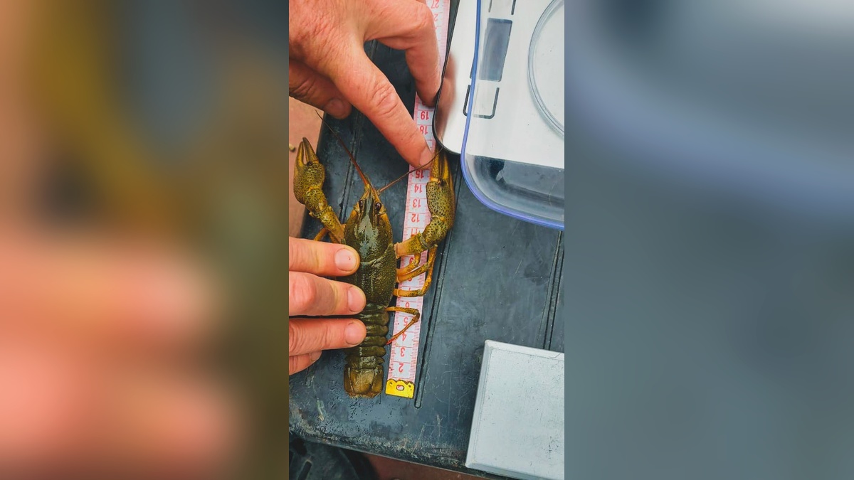 Численность раков в лиманах Азовского побережья Кубани продолжает снижаться