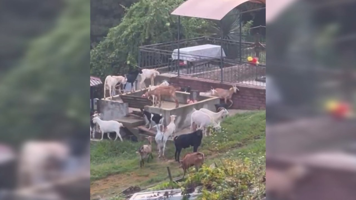 Жители Сочи уже год борются с соседями, устроившими на участке ферму. «Факты»