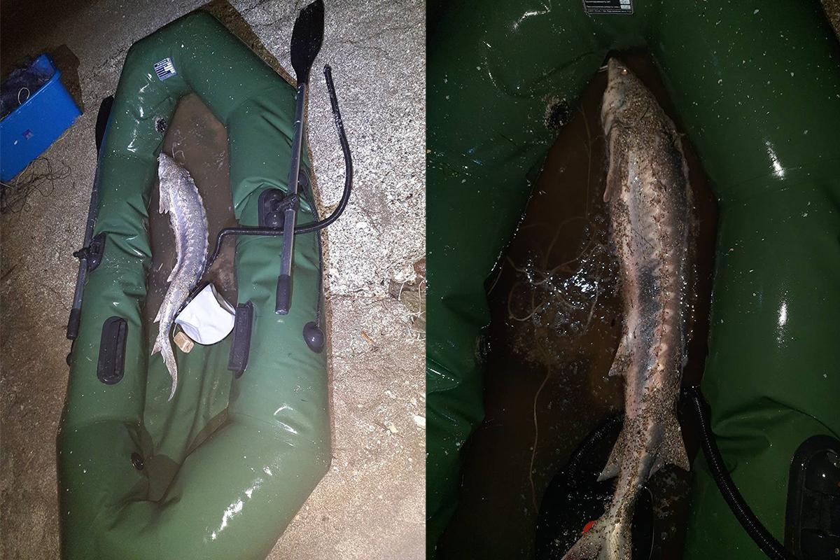 Браконьер заплатил почти 300 тыс. рублей за вылов одного осетра в Азовском море