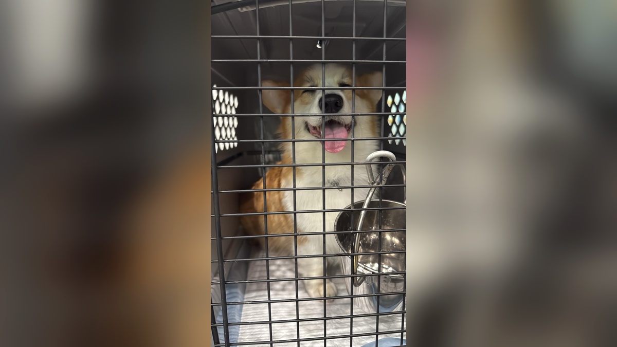 Вместе с хозяевами из аэропорта Сочи по делам улетели более 500 собак и кошек