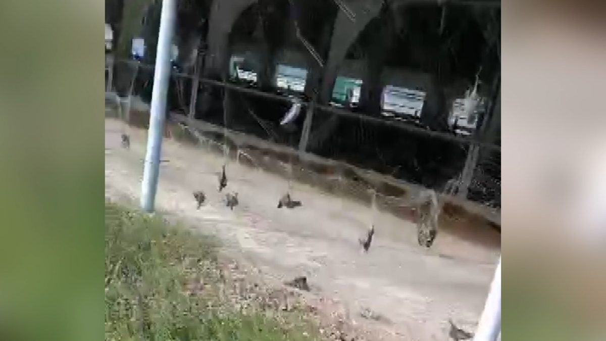 Прокуратура проверит сообщения о гибели птиц на ферме на Кубани | Факты