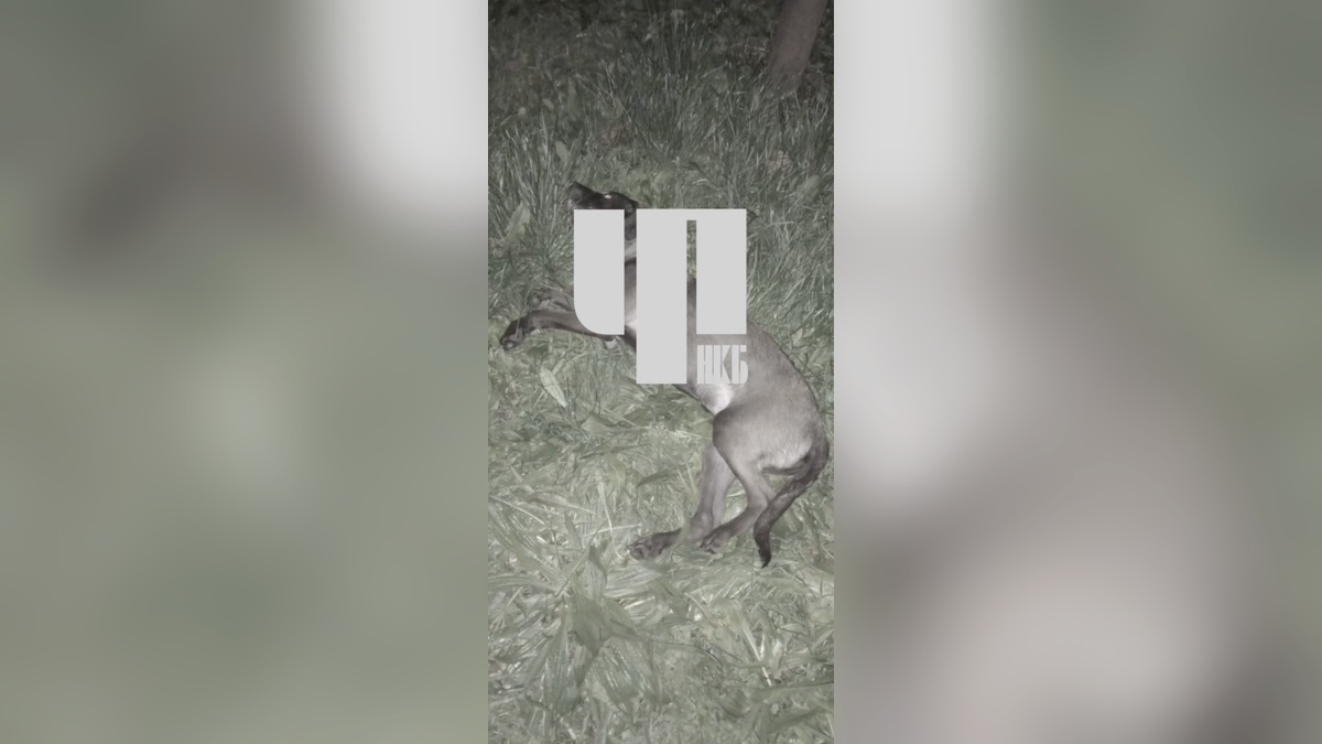 Жительница Новокубанска выбросила из окна пятого этажа свою собаку