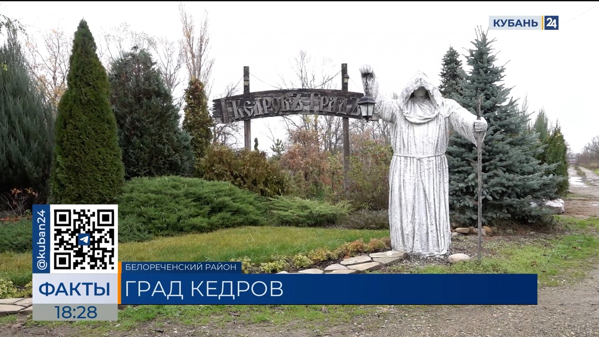 Сибирский кедр выращивают в питомнике в Белореченске